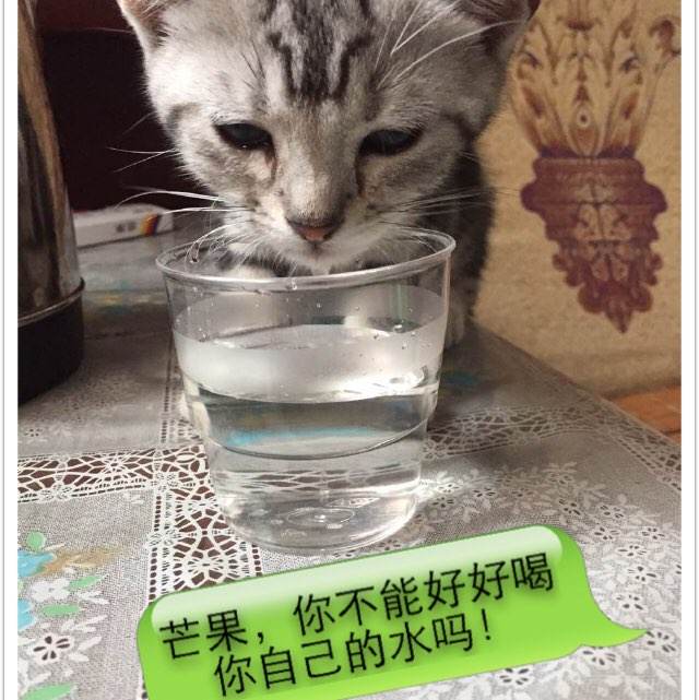 购买假布里奇沃特学院文凭